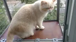 Removable window balcony for cats. 