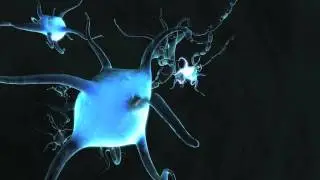 3D animations of neurons