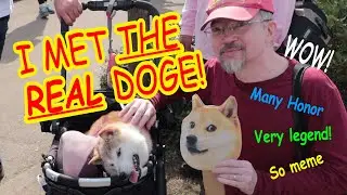 I MET KABOSU THE DOGE!! (Before she sadly passed away...)