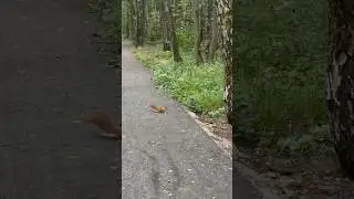 Лес