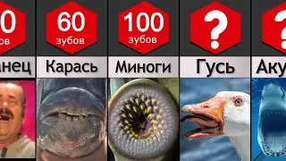 Сравнение: Зубы животных