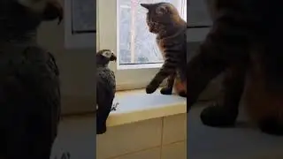 кот Кокос и Жако Петрушка