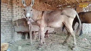 donkey mating 10 | horse mating | horse breeding | donkey breeding | horses mating numberdar vlog