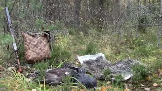 Работа лайки по глухарю
