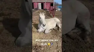 Too sleepy to have his hooves trimmed 😂😴. 