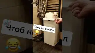 Чтоб не втыкал! Котэ #юмор