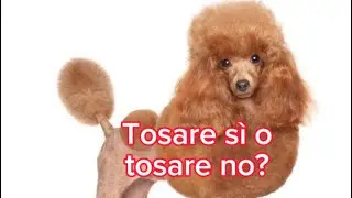 Tosare sì o tosare no?