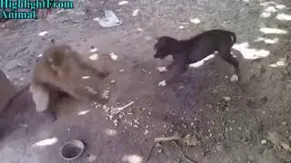 FIGHT BETWEEN MONKEY AND DOG FUNNY