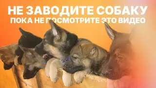 Не заводите собаку служебной породы пока не посмотрите это видео. Rules of raising a puppy.