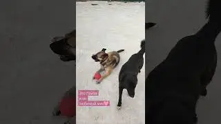 Лайзе очень нужен дом! Приезжайте знакомиться #приютдлясобак #dog #добро