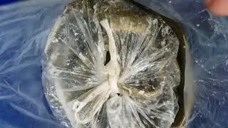 Минога