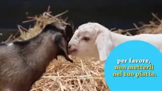 Ebony e Ivory, due capretti salvati