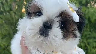 Beautiful Shih Tzu Puppy