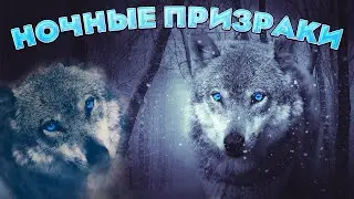 Загадочное Происшествие в Таежном Поселке!