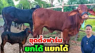 ชุดตั้งฟาร์ม‼️สายดำมาแล้ว | 5 พ.ย.67 | ยกได้แยกได้ สายเนื้อพัฒนาราคาเกษตรกร