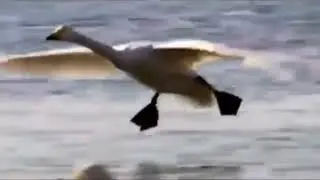 упала птица в камыши