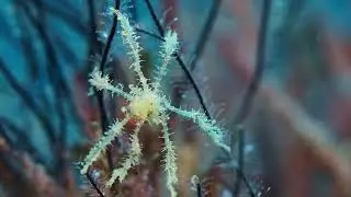 Sea Star
