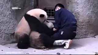 Невероятные приколы с пандами!