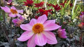 Вегетативные Георгины! Сорта с названиями! Обзор. Лондон. Patio Dahlias. London