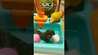 Conures love to bathe, we found this kiddi automatic sink toy they are bonkers for.