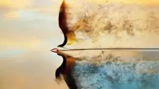 Animated Bird (SandStorm)-After Effects Motion Design