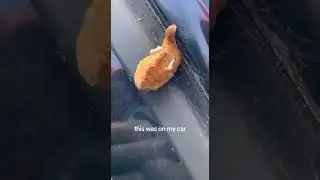 Знакомьтесь, это гусеница Megalopyge opercularis