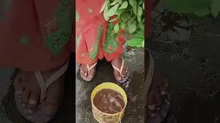 వేరుశనగ హార్వెస్ట్ #shorts #garden #shortsvideo