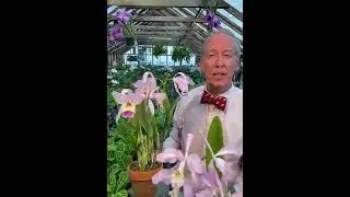 Four Color Forms of Cattleya gaskelliana - the June Wedding Flower