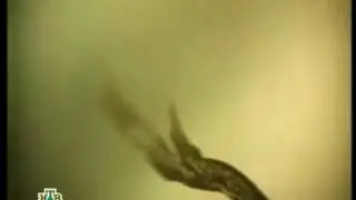 Ежик в тумане НТВ 30.09.2006 VHSRip