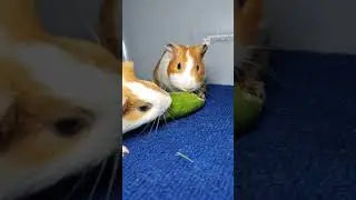 My Guinea Pigs Love Crunchy Cucumber
