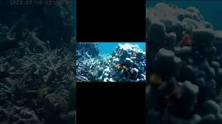 Snorkeling Thailand Koh Tao #shorts  #gopro #thailand