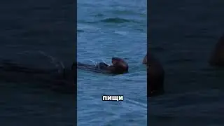 Otters dancing with stones! The real reason will surprise you 🦦✨ 