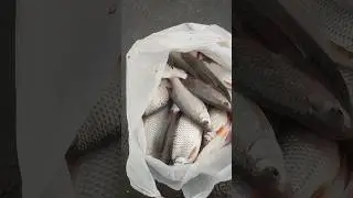 Клёв как из пулемета... #залив #shorts #зимняярыбалка #тарань