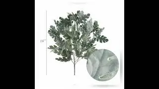Dusty Miller Bush