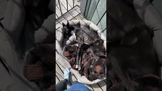 Мудрость от собаки #деревня #собака