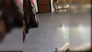fany inamals 😆😂😢🙂 fany dog 🐕#short