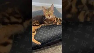 Самое главное в Американских переездах забрать кошку #catshorts #cat