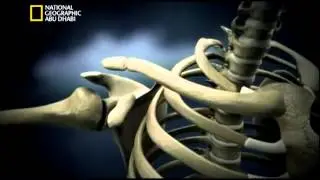 مختبرات الجرائم_انتروبيولوجيا الطب الشرعي (تشويق )