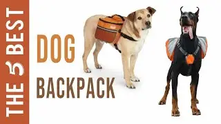 Best Dog Backpack - Top Dog Backpack Review in 2021