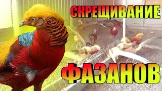 Interspecific crossbreeding of pheasants