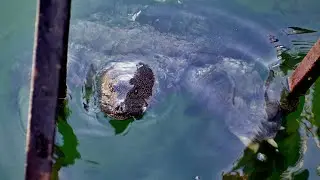 Nile Turtle in the Dalyan River