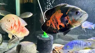Fish room tour! Happy healthy cichlids!  Maui and Otis