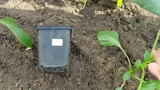 24 апреля,  Ленинградская обл.  Всем -здравствуйте 🤗!