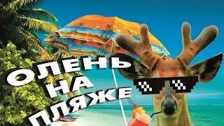 Олень на пляже в конце ролика жесть!!!