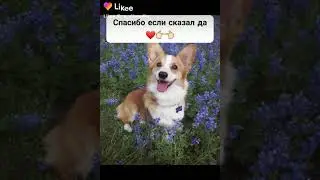 Ты будешь дружить с этим пёсиком❤?