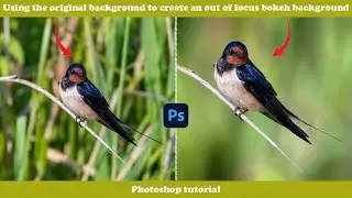 Soft Bokeh Background for Bird Photos [Photoshop]