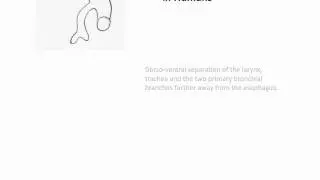 Lung Development