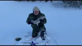 Щука-монстр,всё запутала!