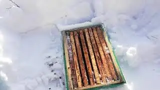 Пчёл убил лютый мороз.