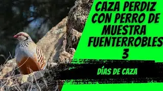 CAZA PERDIZ PERRO MUESTRA FUENTERROBLES 3